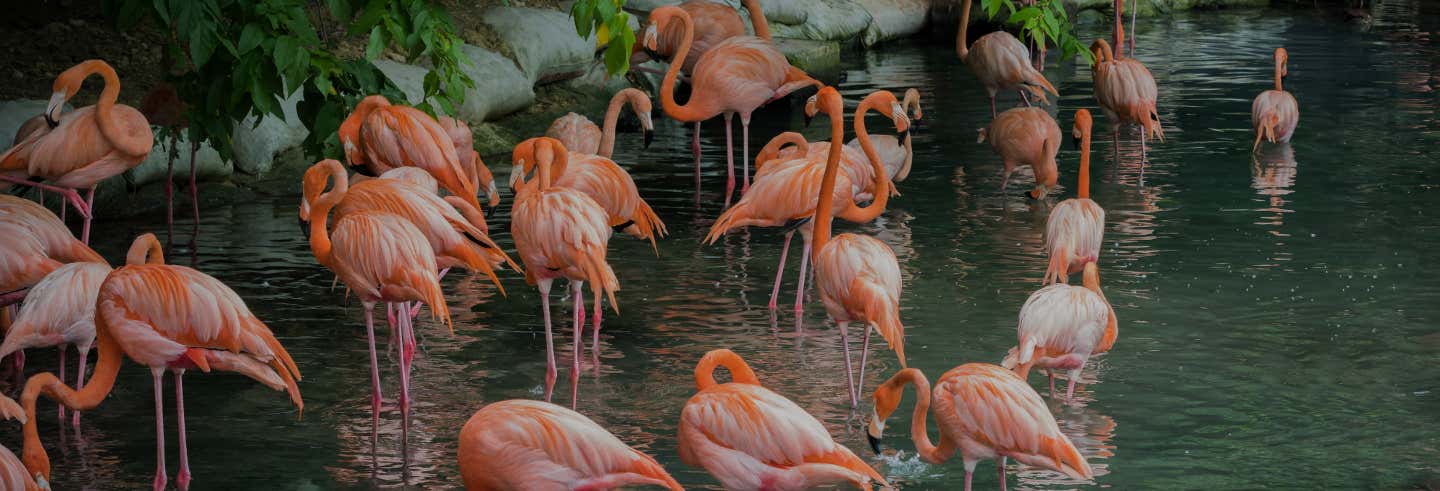 Jardín Botánico + Zoo de Santo Domingo