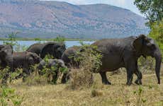Safari por el Parque Nacional de Akagera y el lago Muhazi