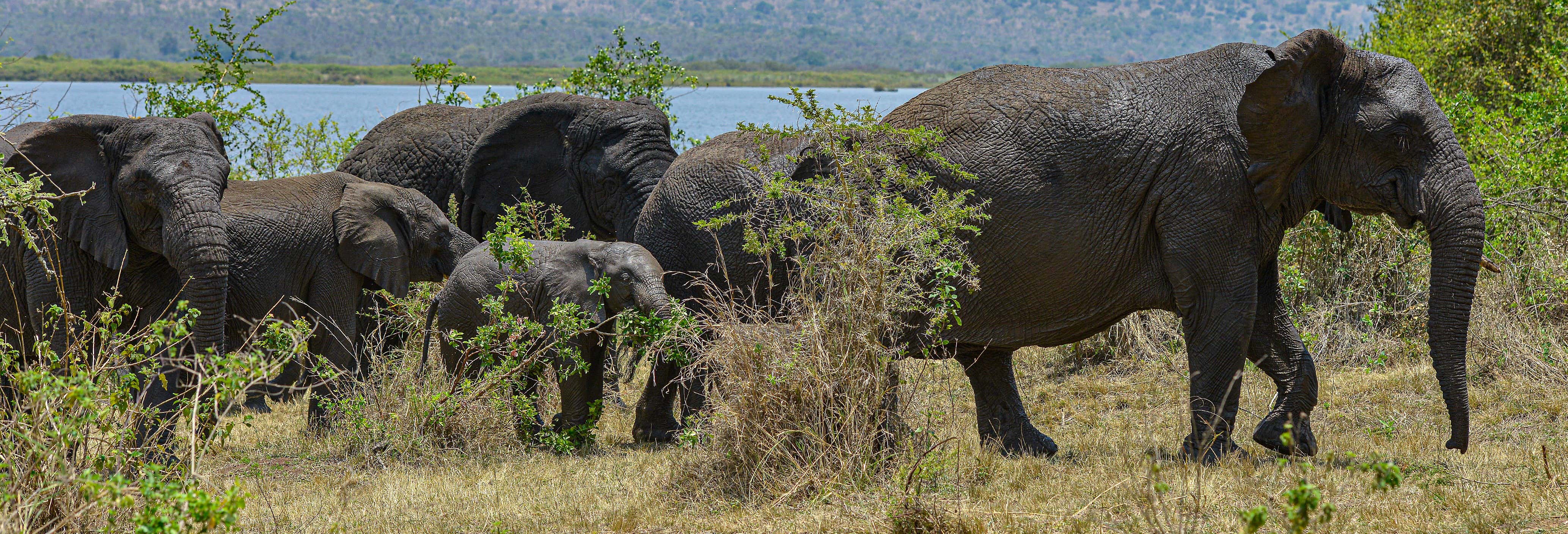 Safari por el Parque Nacional de Akagera y el lago Muhazi