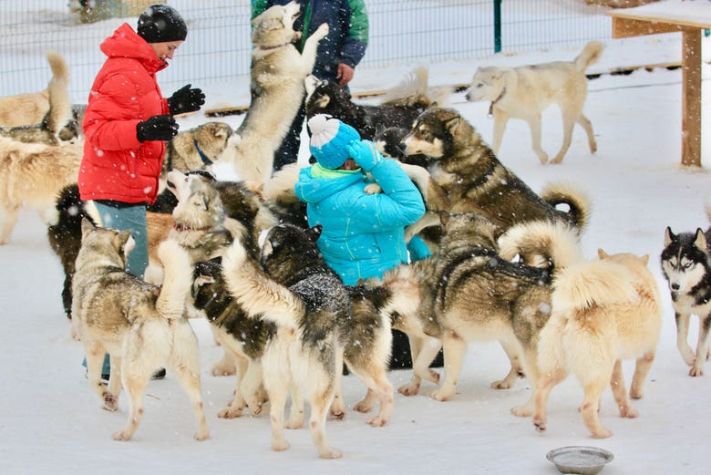 Allevamento di husky a Mosca