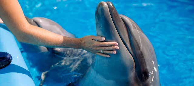 Nage avec des dauphins à Basseterre