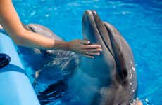 Nado con delfines en Basseterre