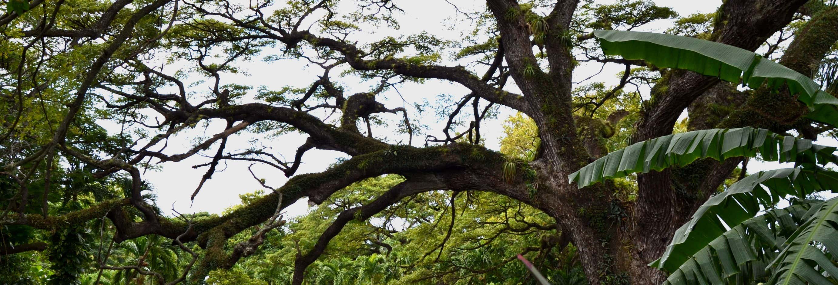 Randonnée dans la jungle de Saint-Christophe