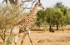 Bandia Reserve Private Trip