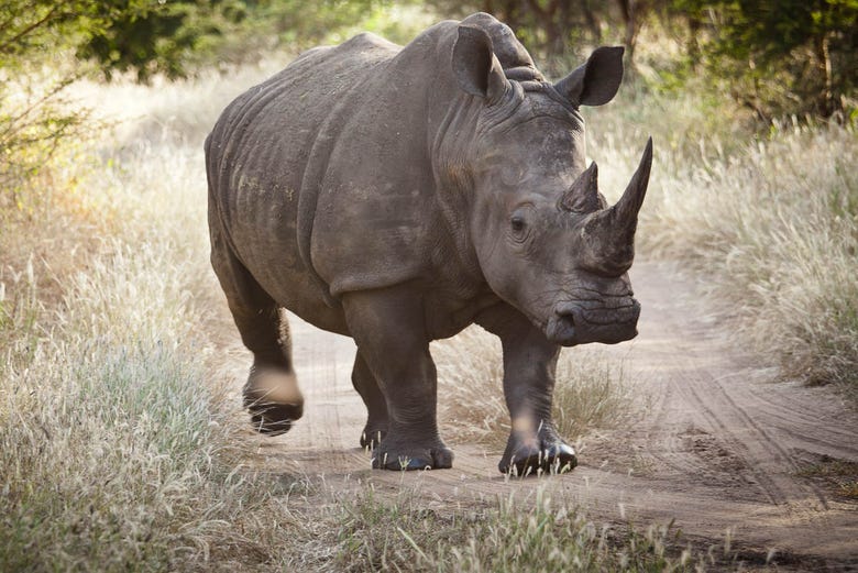 Rinoceronte en la Reserva Bandia