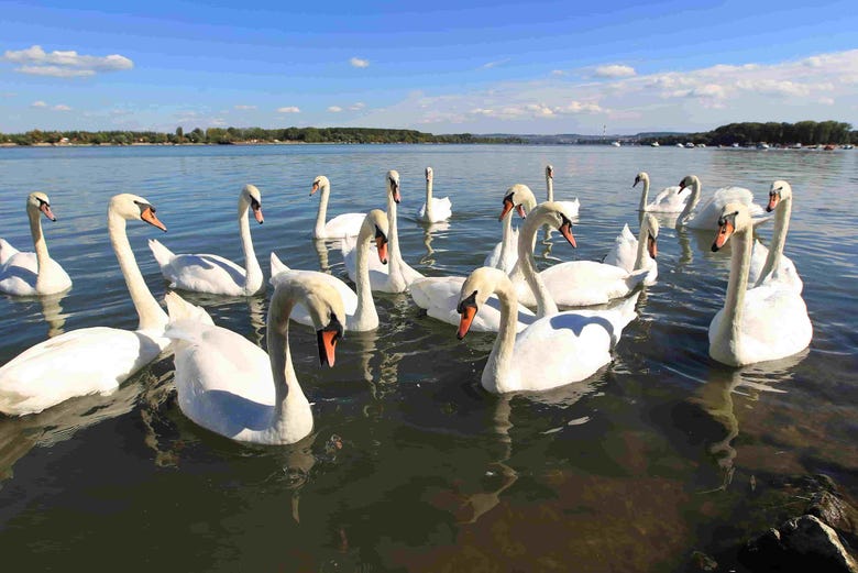 Cisnes en el río Danubio