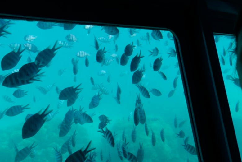 Observando os peixes no barco com fundo de vidro