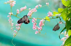 Billet pour le Butterfly Park & Insect Kingdom