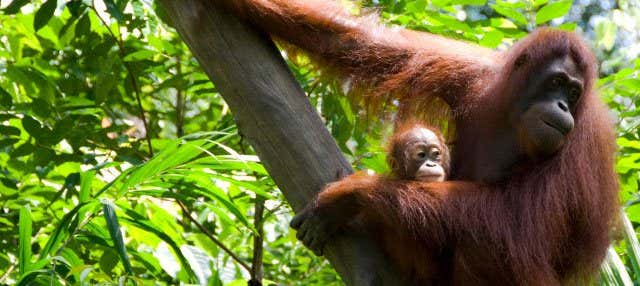 Singapore Zoo Ticket