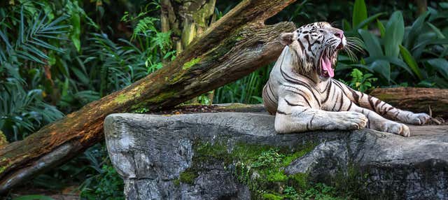 Excursão ao zoológico de Singapura
