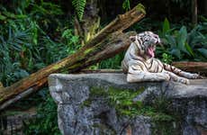 Excursão ao zoológico de Singapura