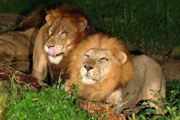 Les lions de Night Safari
