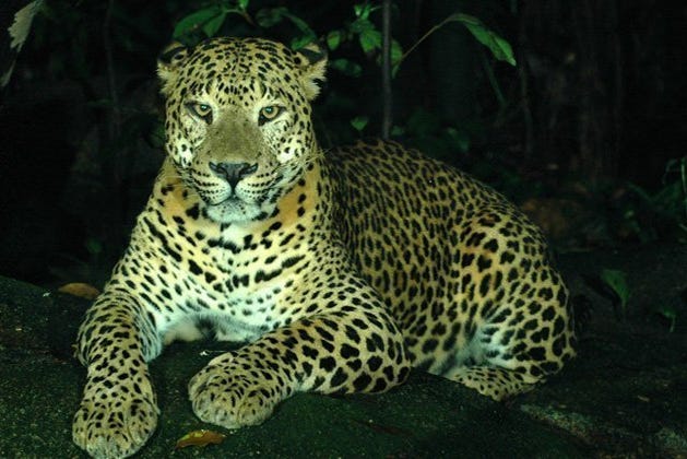 Leopardo del Night Safari di Singapore