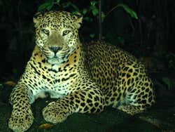 Léopard au Night Safari