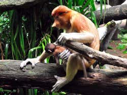 Zoo de Singapour, le Nasique