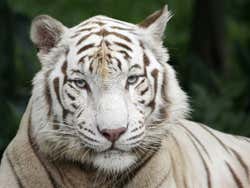 Tigre blanc au Zoo de Singapour