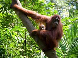 Zoo de Singapour, orangs-outans