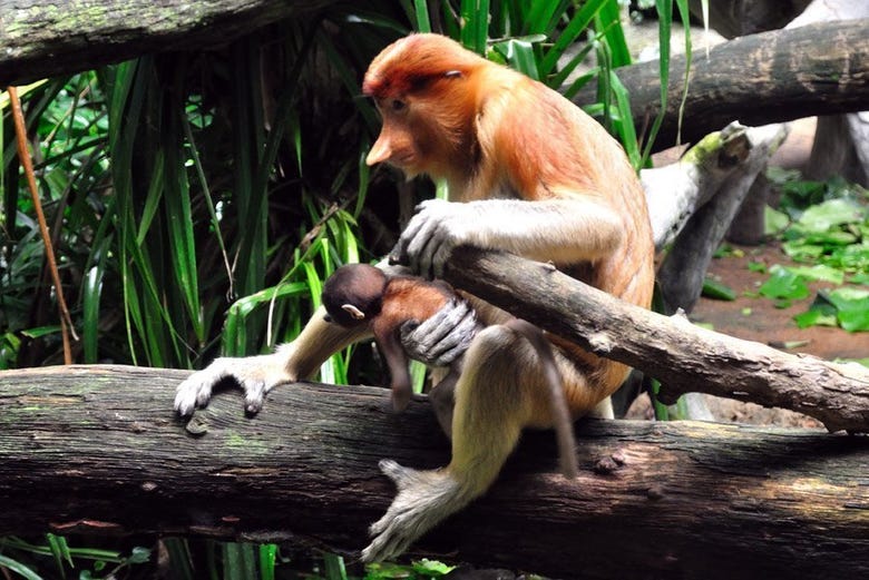 Un singe Nasique et son petit