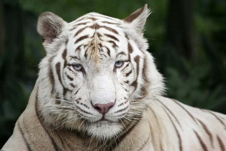Una bellissima tigre bianca