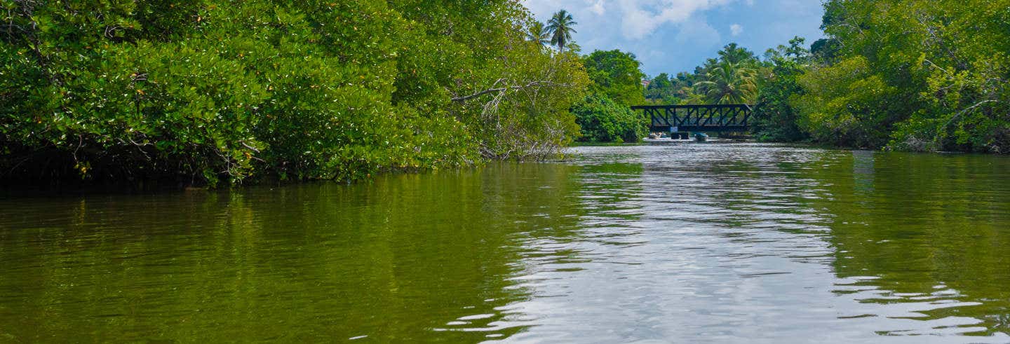 Excursión privada a Balapitiya + Criadero de tortugas de Kosgoda