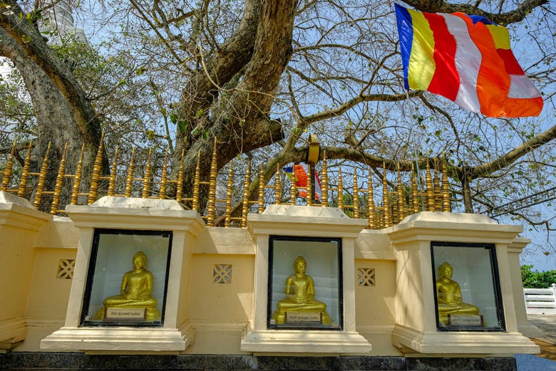 Higuera sagrada Kalutara Bodhiya