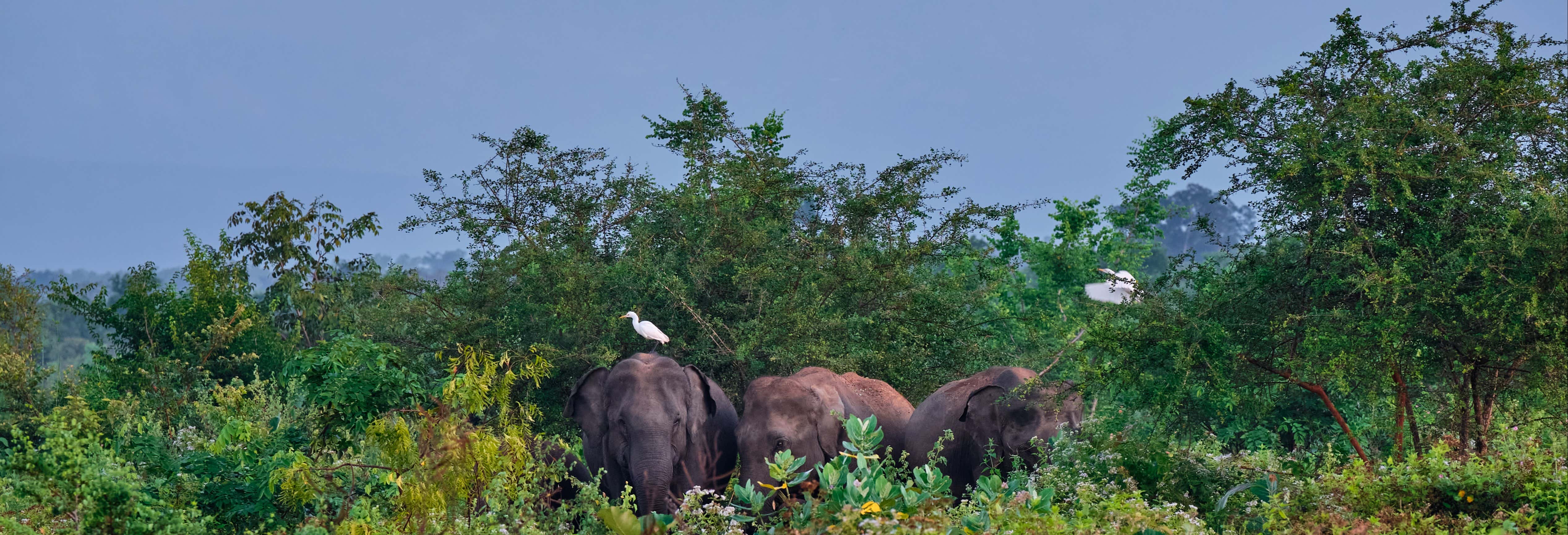 Excursão privada a Udawalawe