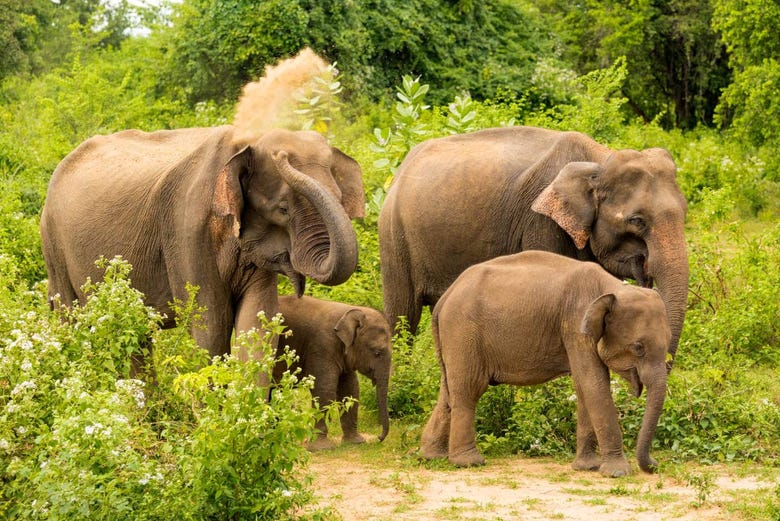Elefantes no Parque Nacional de Udawalawe