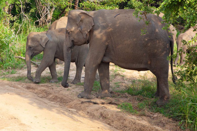 Éléphants au Parc Écologique de Hurulu 
