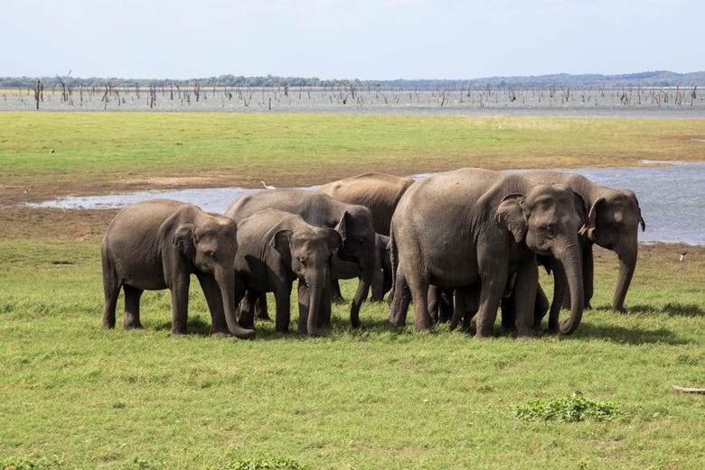 Elefantes do Parque Nacional de Kaudulla