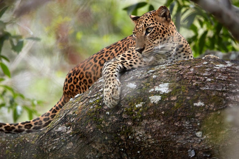 Leopardo de Sri Lanka en Wilpattu