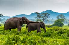 Safari por el Parque Nacional de Minneriya
