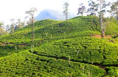 Visita a la fábrica de té Halpewatte