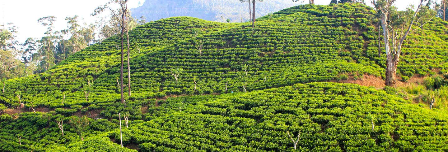 Visita a la fábrica de té Halpewatte
