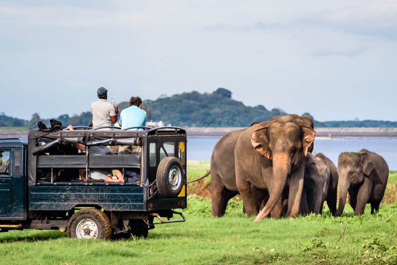 Safari por el Parque Nacional de Minneriya