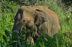 Safari por el Parque Ecológico de Hurulu