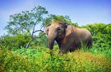 Minneriya National Park Safari
