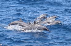 Nilaveli Whale & Dolphin Watching