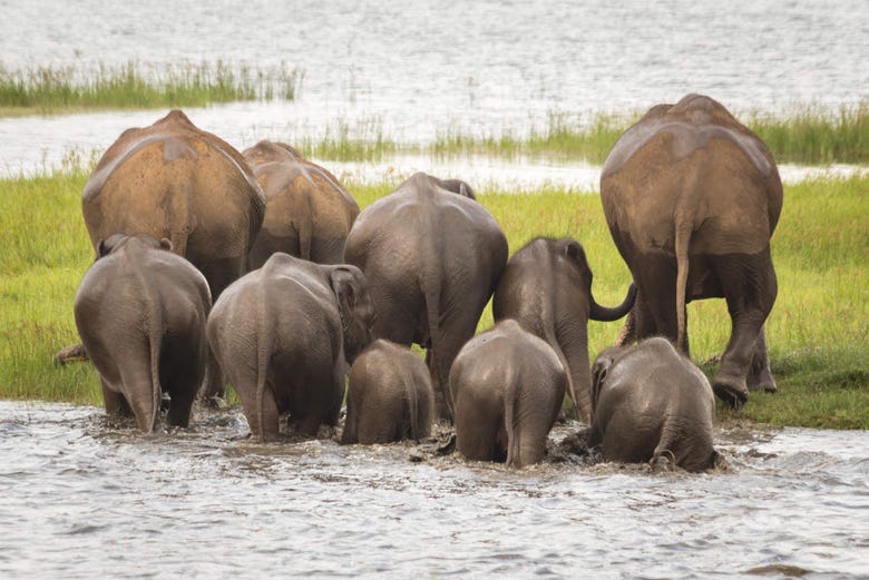 Elefantes dando la espalda