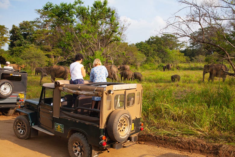Elefantes no Parque Ecológico de Hurulu