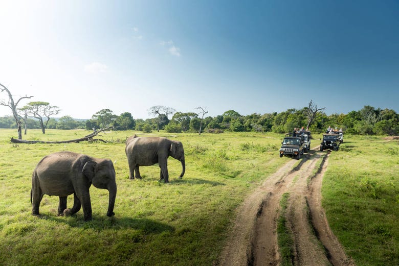 Elefantes no Parque Nacional de Kaudulla