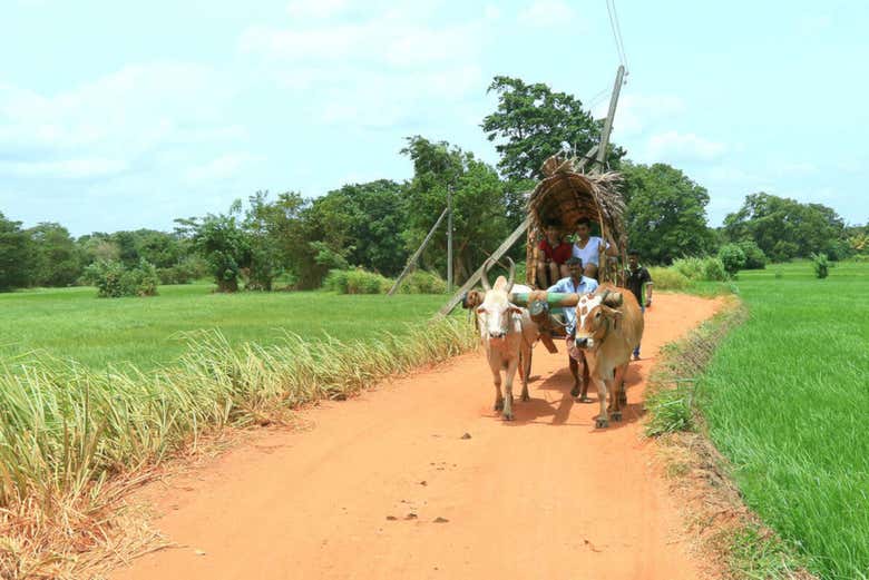 Sigiriya & Hiriwaduna Village Private Excursion - Civitatis.com