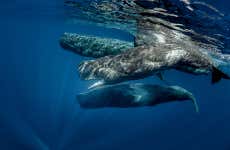 Whale and Dolphin Watching in Trincomalee