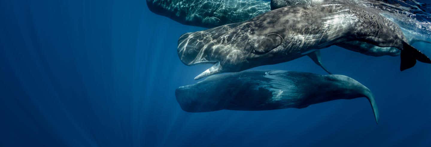 Avvistamento di cetacei a Trincomalee