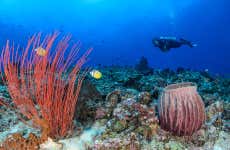 Buceo en Trincomalee