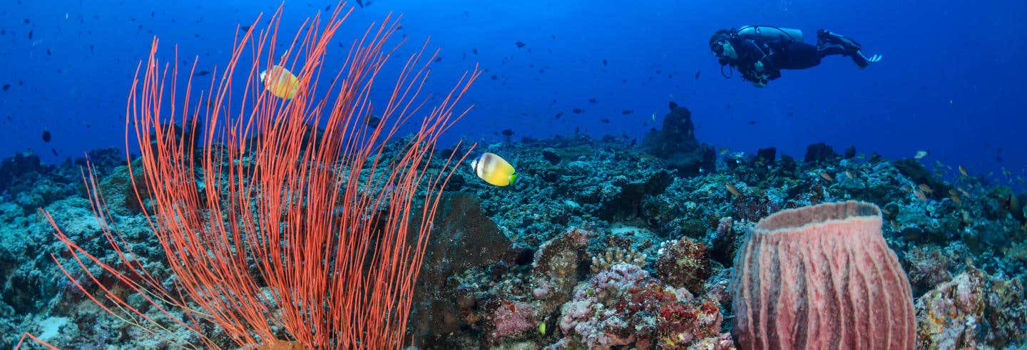 Immersione a Trincomalee