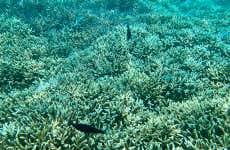 Snorkeling a Pigeon Island