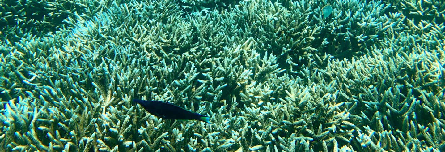 Snorkel na ilha Pigeon
