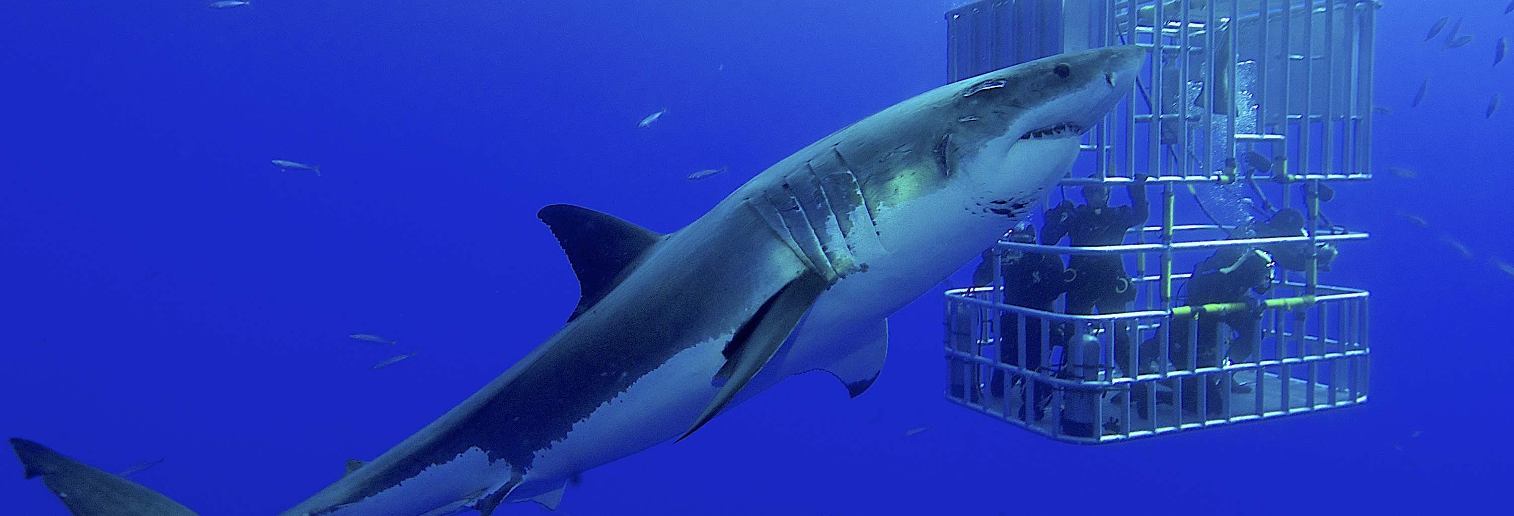 Baño con tiburones en Gansbaai