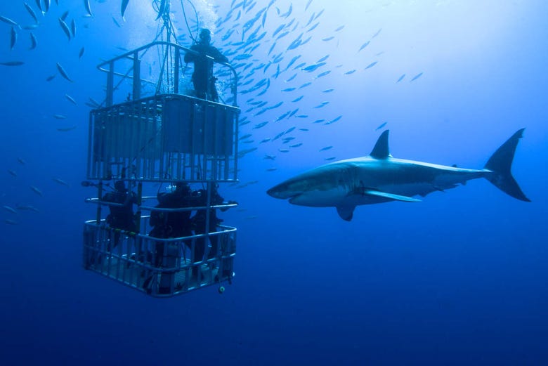 Inmersión con tiburones en Sudáfrica