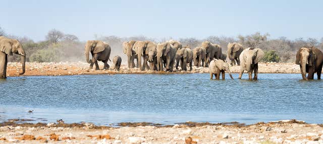 Safari di 12 giorni in Namibia